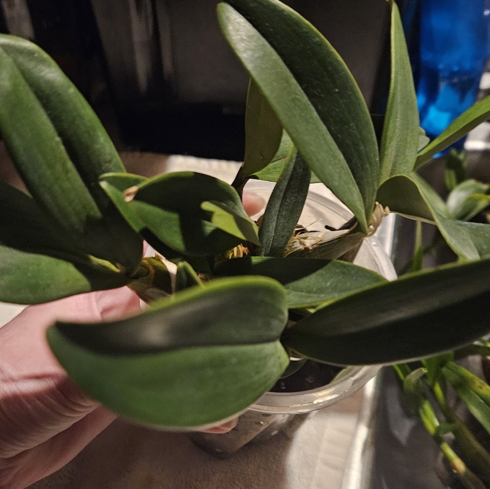 Dendrobium speciosum var penduculatum Real Orchid Plant - Picture 3 of 5